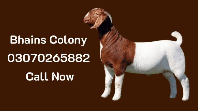 Bhains Colony bakra