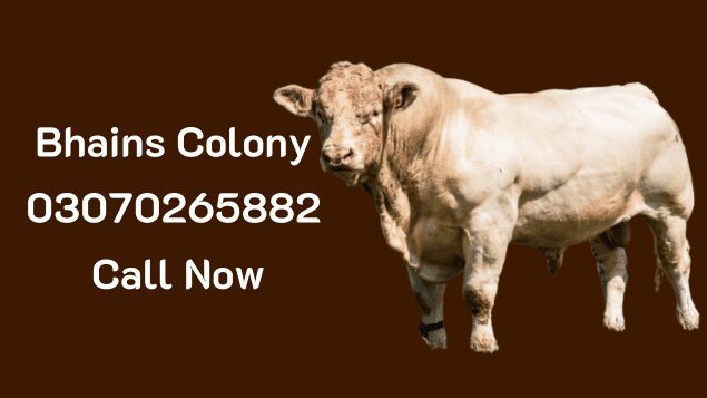 Bhains Colony bull